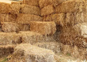 BELECO 7x5ft Fabric Farm Haystack Photography Backdrop Autumn Rural Barn Hay Bales Fall Harvest Backdrop Thanksgiving Day Party Decoration Straw Pile Party Supplies Kids Adults Portrait Photo Props